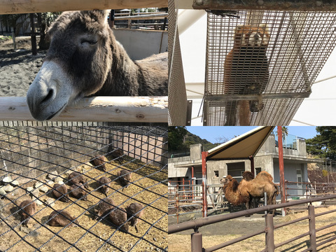 animals01