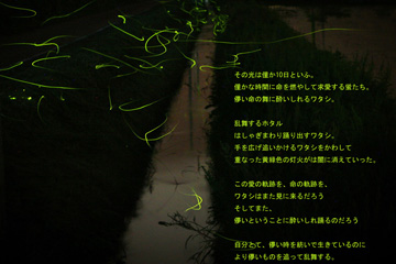 ほたる