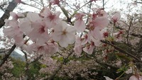 大三島の桜