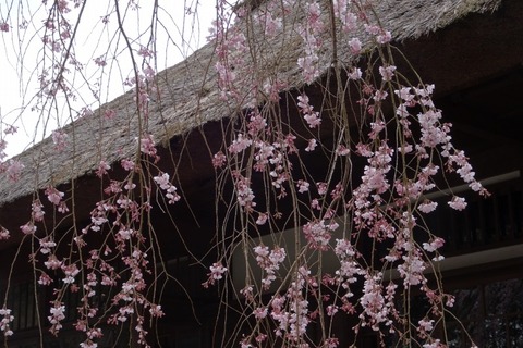 DSC09451_t