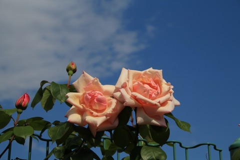 aIMG_0121