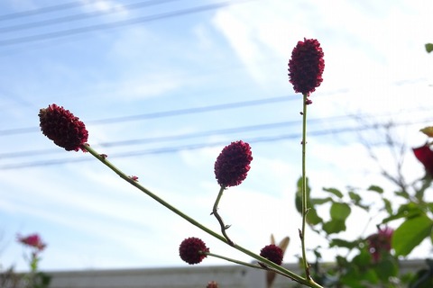 DSC03608