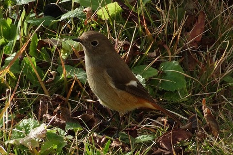 DSC07169_ts
