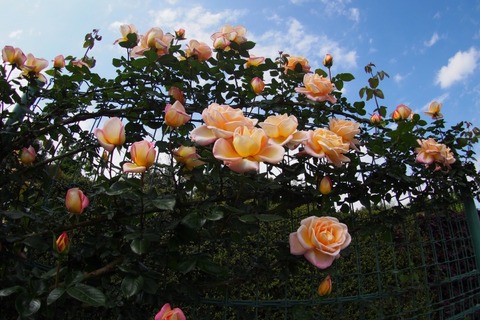 P5078553