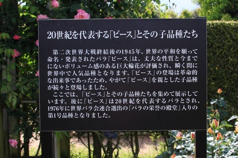 aIMG_0098