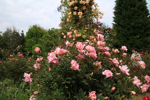 aIMG_0064