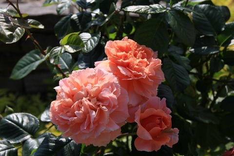 aIMG_0137