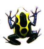 YADOKUGAERU.