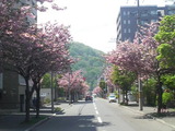 八重桜