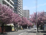 八重桜2
