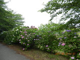DSCN9048
