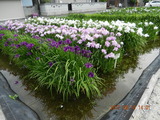 DSCN8883
