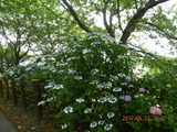 DSCN9049