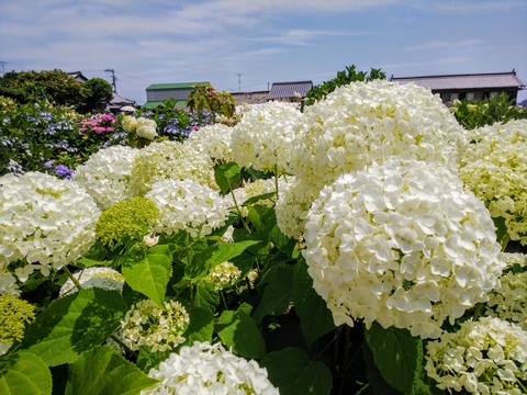 IMG_20180604_105046
