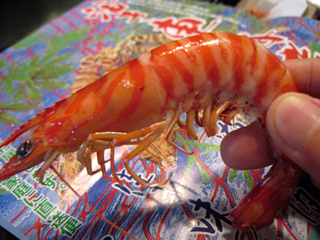 活車海老を食す!
