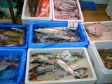 魚