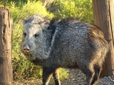 Javalina