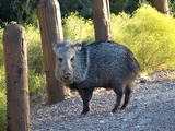 Javalina