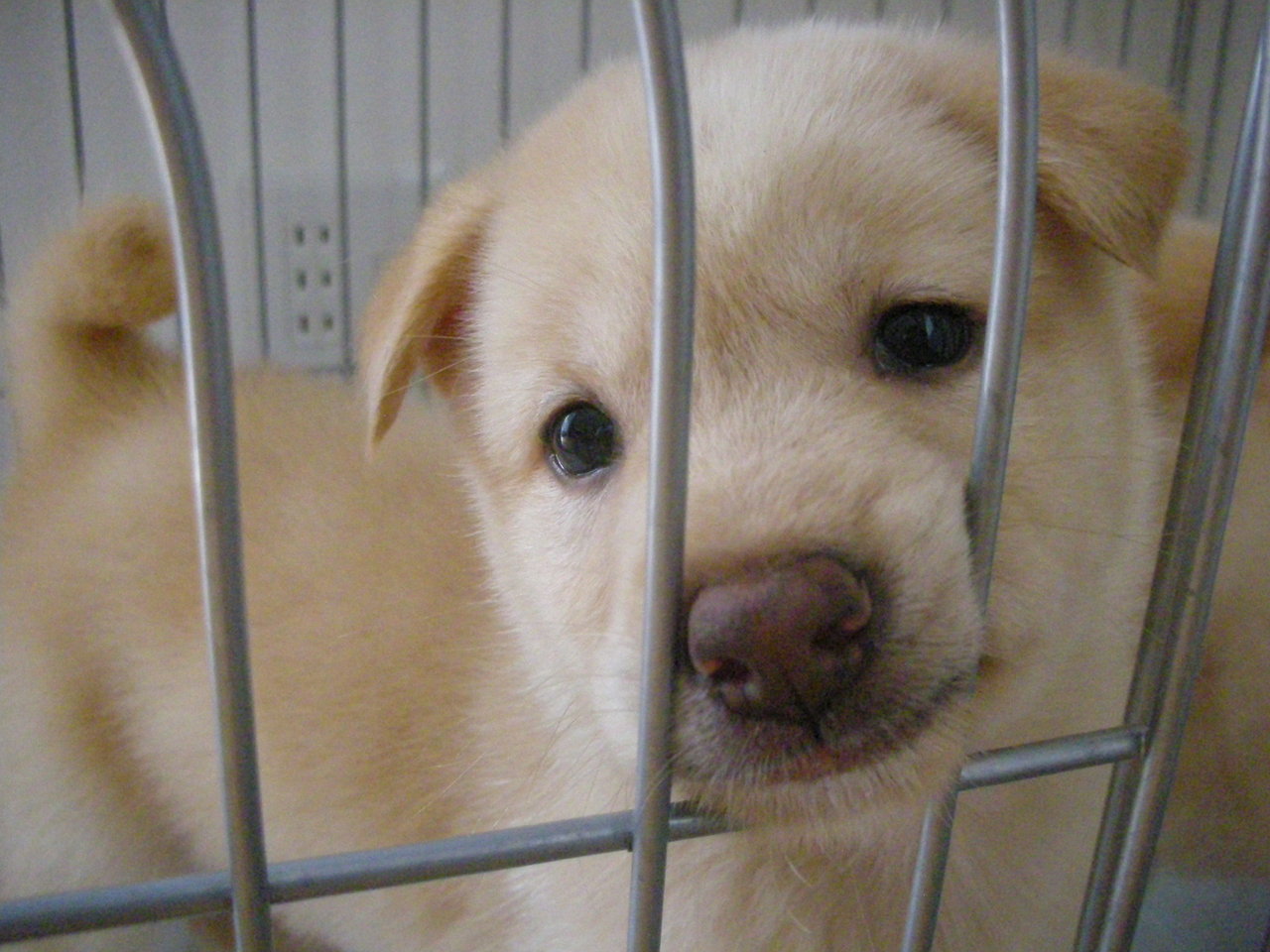 ケセラセラ 岡山 ～保護犬からまだ見ぬ里親様へ～ 雑種子犬♂ 軍次君 近況お便り* 【卒業犬：仮名はぎ】