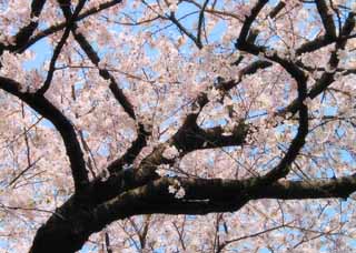 yun_722桜
