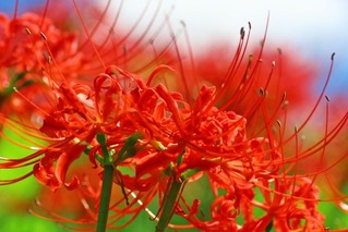 彼岸花