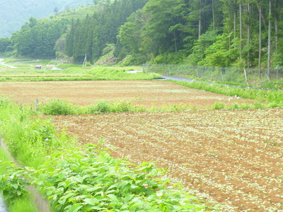 そば畑現在