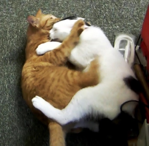 飼い猫バトル tori