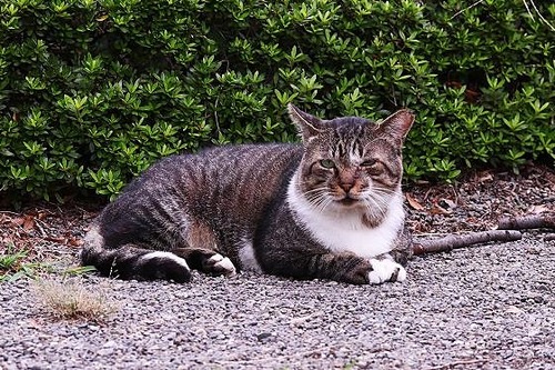 猫③180913 (66)