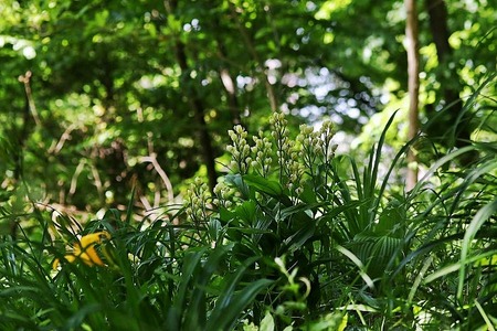 蘭キンラン白花?170505 (6)
