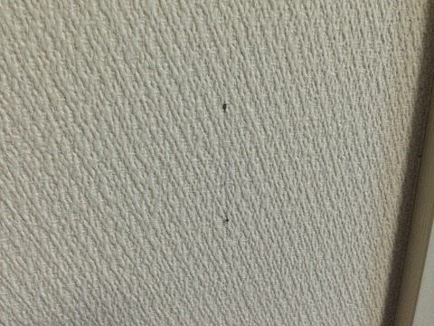 curtain-17