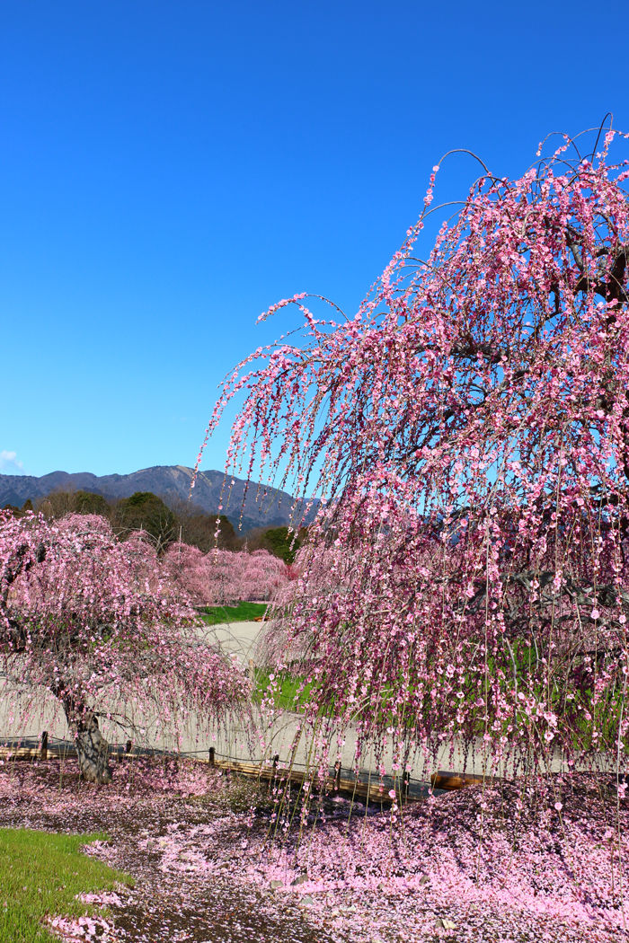 三重・鈴鹿市・鈴鹿の森庭園20160311-3