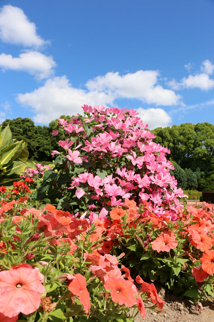 京都・左京区・京都府立植物園20160601-8