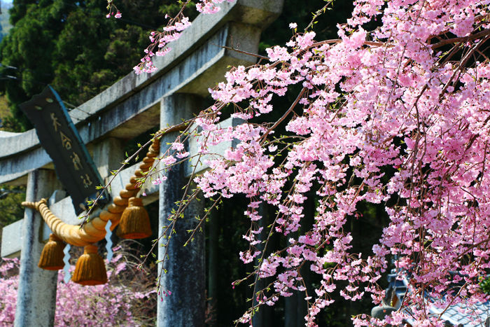 滋賀・長浜市・矢合神社20160412-3