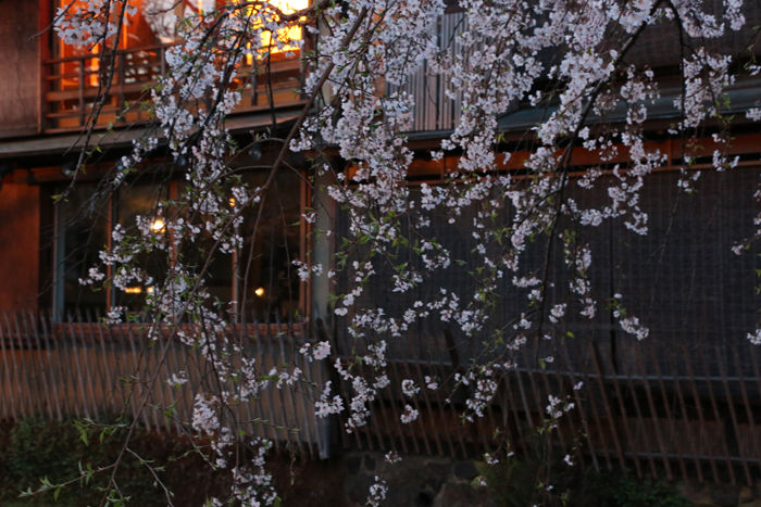 京都・東山区・祇園白川20160402-6