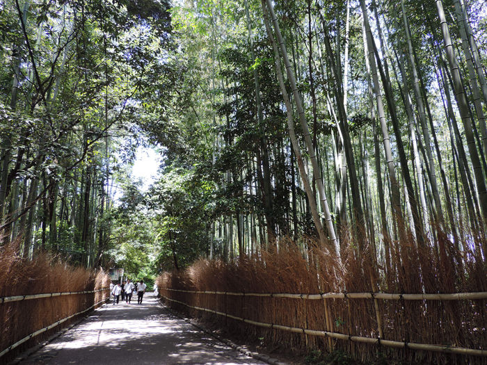 京都嵐山竹林の道1