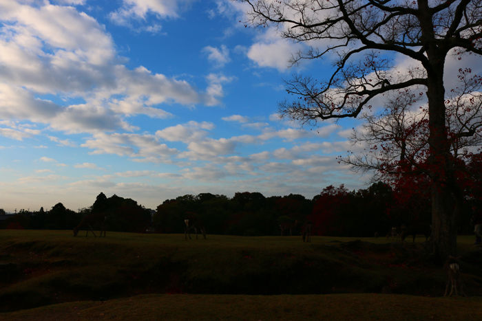 奈良・奈良市・奈良公園20141104-8