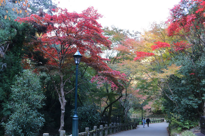 大阪・箕面市・箕面の滝20131120-1-6