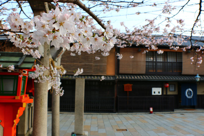 京都・東山区・祇園白川20150331-6