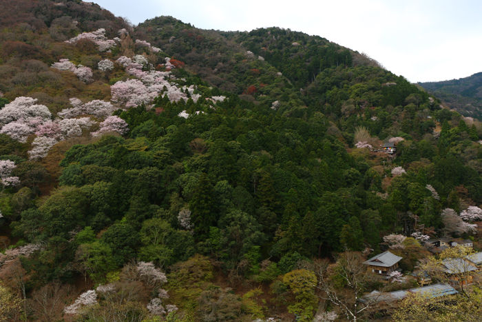京都・右京区・嵐山公園亀山地区20160402-3