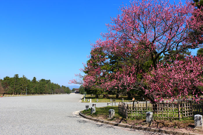 京都・上京区・京都御苑20160317-1