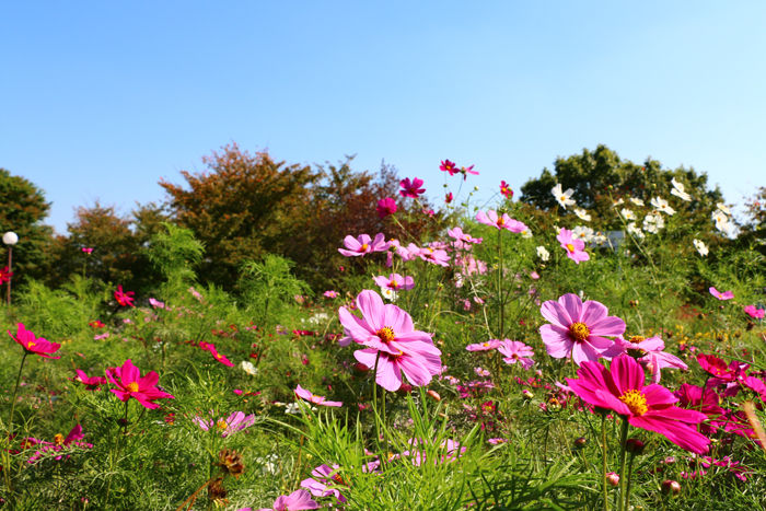 大阪・鶴見区・花博記念公園鶴見緑地20141024-6