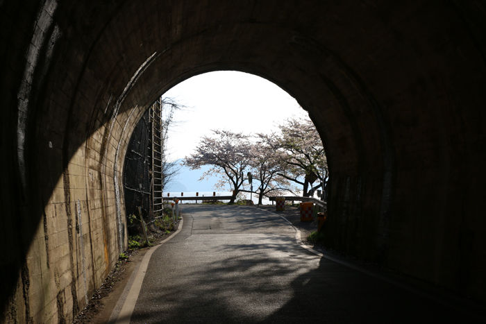 滋賀・高島市・海津大崎20160412-7