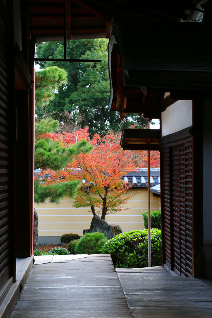 京都・北区・等持院20151121-3