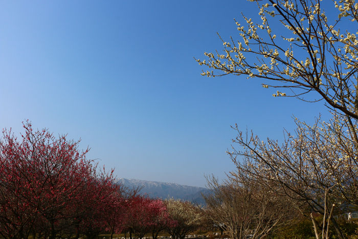 三重・いなべ市・いなべ市農業公園【梅林公園】20160228-3