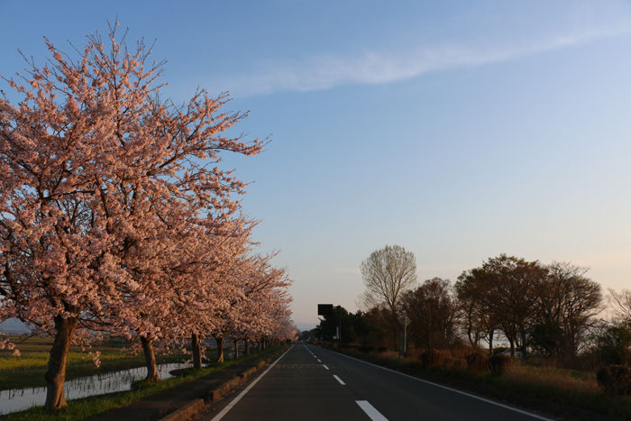 滋賀・高島市・新旭町太田地区20160412-15