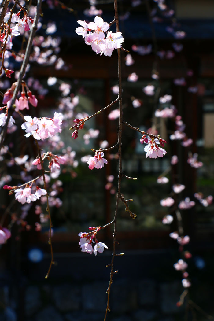 京都・東山区・祇園白川20160321-5
