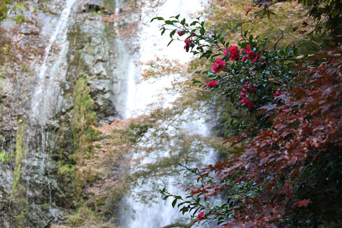 大阪・箕面市・箕面の滝20131120-2-2