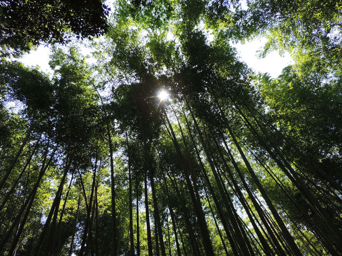 京都嵐山竹林の道7