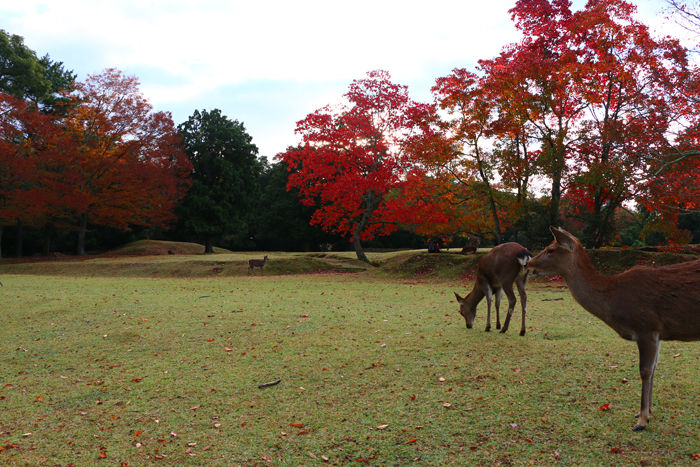 奈良・奈良市・奈良公園20141104-7