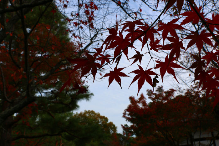 京都・北区・等持院20151121-5